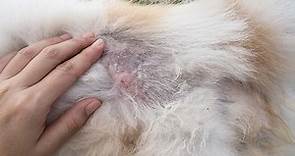 8 Causes and Solutions to Crusty Scabs on Dog's Back