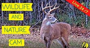 Live Deer, Bird & Wildlife Cam