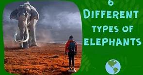 6 Different Types Of Elephants In The World