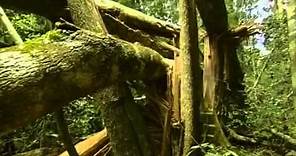 Documental Selva tropical, el secreto de la vida