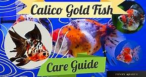 Calico Goldfish A Beginner's Guide || How to Take Care of Your Goldfish Essential Tips and Tricks