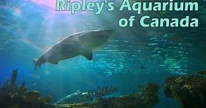 Ripley's Aquarium of Canada (Full Tour)