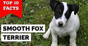 Smooth Fox Terrier - Top 10 Facts (The Gentleman Terrier)