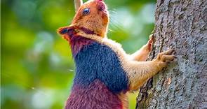 Amazing giant multicolored squirrels caught on camera