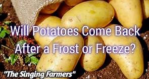 Will Potatoes Come Back & Grow After a Frost or Freeze?