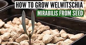 How to grow Welwitschia Mirabilis from seed [with sucess]