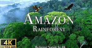 Amazon 4k - The World’s Largest Tropical Rainforest - Scenic Relaxation Film with Calming Music