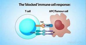 Nature | Cancer Immunotherapy - medical animation