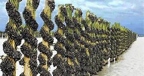 Billions of Mussels Raised By This Modern Technique - Mussel Farming Process and Harvesting 2023
