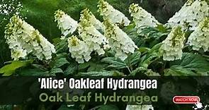 ‘Alice’ Hydrangea Quercifolia | Oakleaf Hydrangea Varieties | TinyLeaf