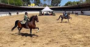 Santa Barbara National Horse Show celebrates 103rd year at Earl Warren Showgrounds