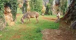 Ficha técnica - Cebra común (Equus quagga) - Parque de la Naturaleza de Cabárceno
