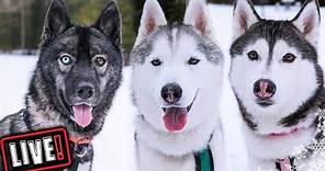 Surprise Live the Huskies Snow Dogs Vlogs Hangout Live! With the Siberian Huskies!
