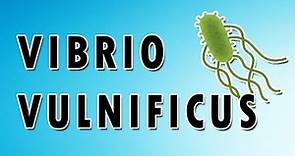 Vibrio vulnificus Symptoms, Treatment, and Causes