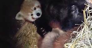 Red Panda Cubs At Paradise | Zooborns