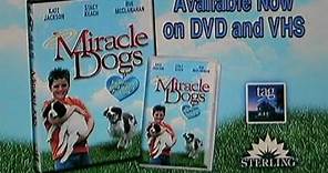 Miracle Dogs teaser trailer - Springer Spaniel movie