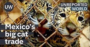 Mexico's Exotic Pet Trade | Unreported World