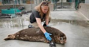 Marine Mammal Care Center's Behind The Scenes Film