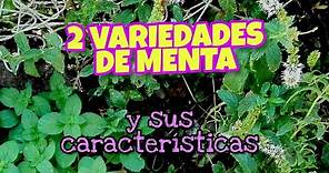 Dos variedades de Menta y sus Características | La Huerta de Daniel #menta #aromaticas #encasa