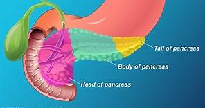 The Role and Anatomy of the Pancreas