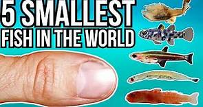 5 Smallest Fish in the World
