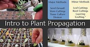 Intro to Plant Propagation