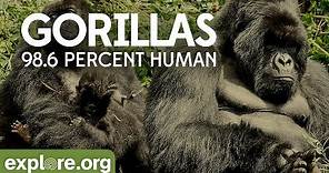 Gorilla Documentary - Gorillas: 98.6% Human | Explore Films