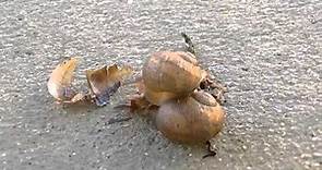 Snails Eat Snail