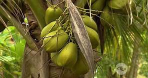Exigencias y requerimientos del cultivo de coco