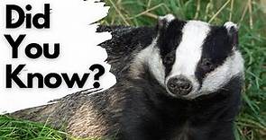 Things you need to know about BADGERS!