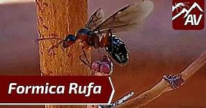 FORMICA RUFA: Parasitic Queen Ants & Endangered/Protected Species