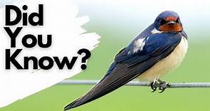 Things you need to know about SWALLOWS!