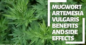Mugwort Artemisia Vulgaris Benefits and Side Effects