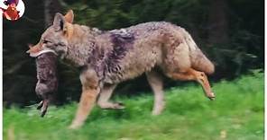 15 Despiadados Momentos De Caza De Coyotes En Libertad