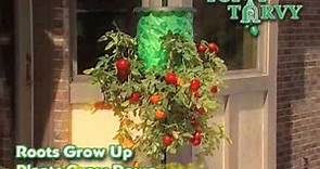 Topsy Turvy Tomato Tree - As Seen on TV Network