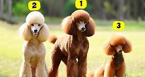 7 TYPES OF POODLES