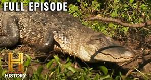 Swamp People: Gator Hunting in a DEADLY Heat Wave (S12, E7) | Full Episode