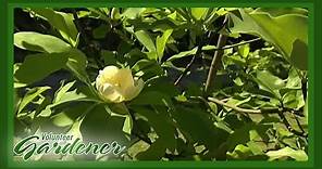 Magnolia Varieties | Volunteer Gardener