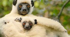 Sifaka Lemurs Make A Treacherous Journey For Food | BBC Earth