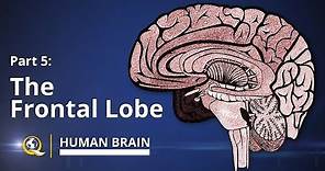 Frontal Lobe - Human Brain Series - Part 5