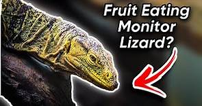 This Giant Lizard Eats Fruit | The Gray's Monitor (Butaan, Varanus Olivaceus)