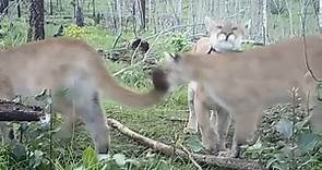 Have you ever wondered what a mountain lion sounds like?