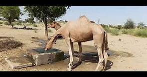 Thirsty Camel Drinking water with great gusto || Camels the king of the Desert Thar
