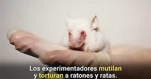 Cómo los experimentadores torturan a ratas y ratones con total impunidad