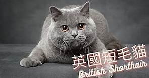 3分鐘了解品種貓 - 英國短毛貓