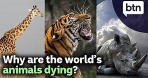 Why Are the World's Animals Dying?