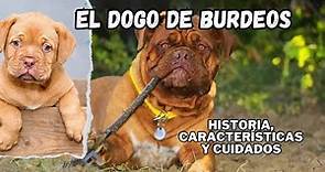 El Dogo de Burdeos historia, características y cuidados