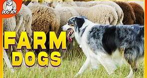 Guardians of the Harvest: Meet the Ultimate Farm Dog Breeds