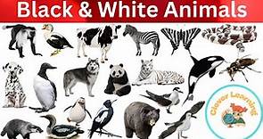 Black and White animals
