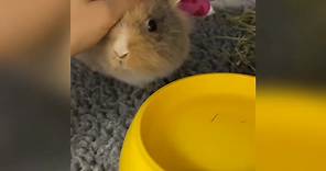 Chubby最新update... - 兔協 HKRS - 香港兔友協會 Hong Kong Rabbit Society